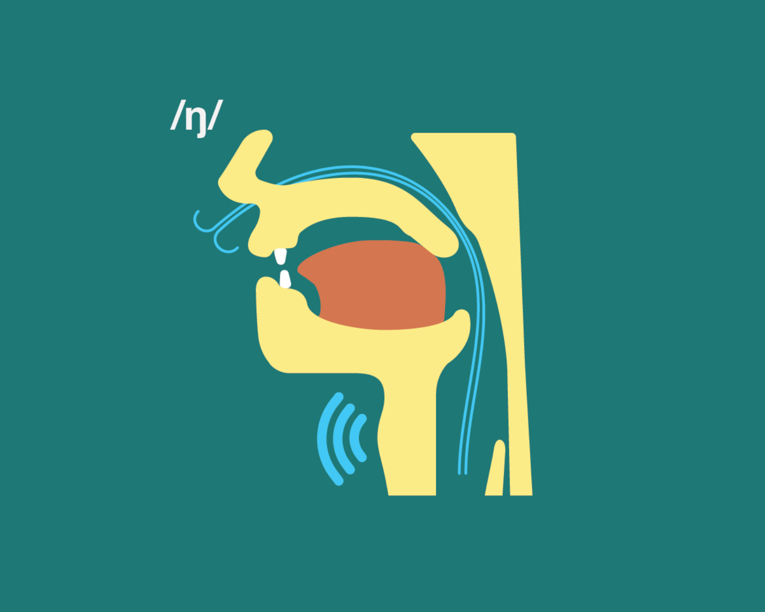 image of the cross-section of the mouth showing the articulation of the velar nasal phoneme